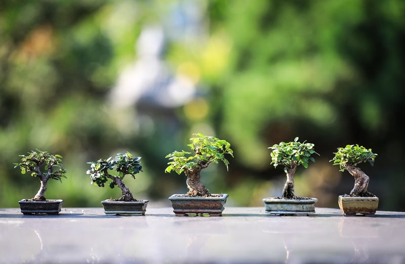 Indoor Garden Packs
